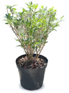 Forthisia